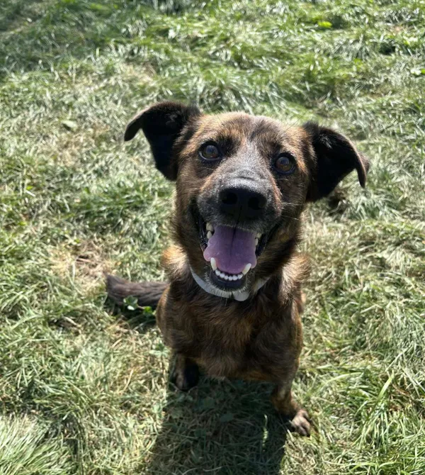 Pies do adopcji, Konin, 12 sierpnia 2025