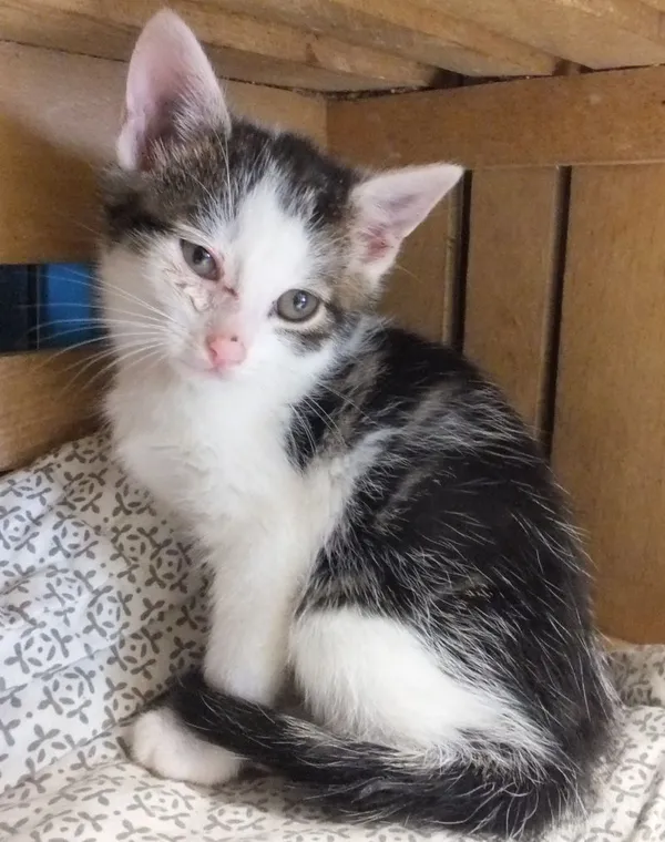 Znaleziono kota, Nowa Krępa, 18 września 2025