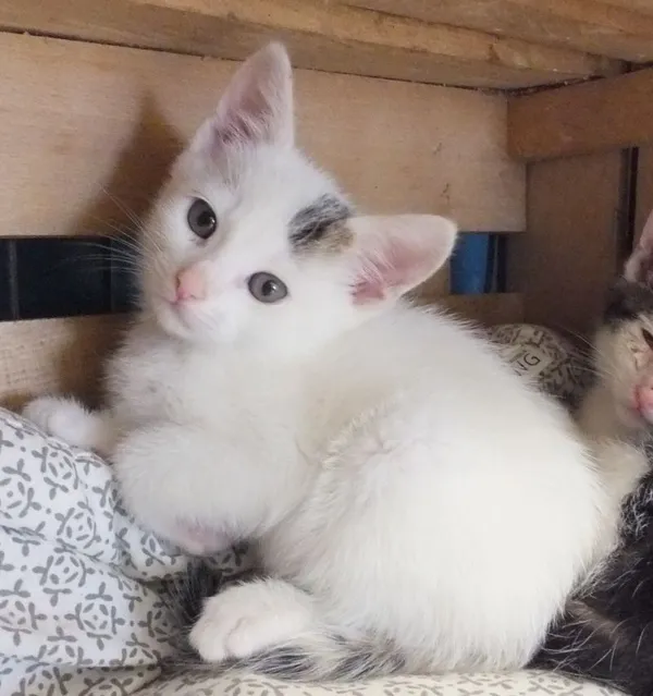 Znaleziono kota, Nowa Krępa, 18 września 2025