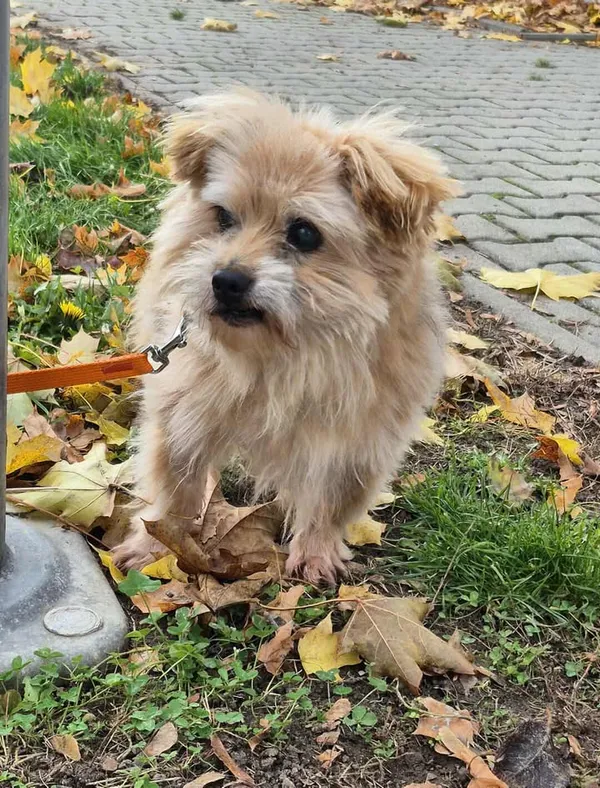 Znaleziono psa, Lublin, 24 września 2025