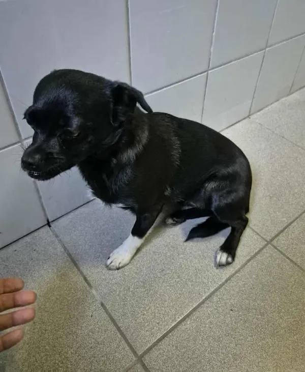 Znaleziono psa, Lublin, 25 września 2025