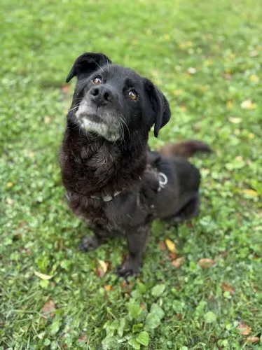 Pies do adopcji, Kraków, 9 września 2025 (1/4)