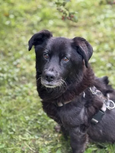 Pies do adopcji, Kraków, 9 września 2025 (2/4)