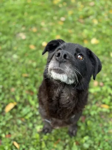 Pies do adopcji, Kraków, 9 września 2025 (4/4)