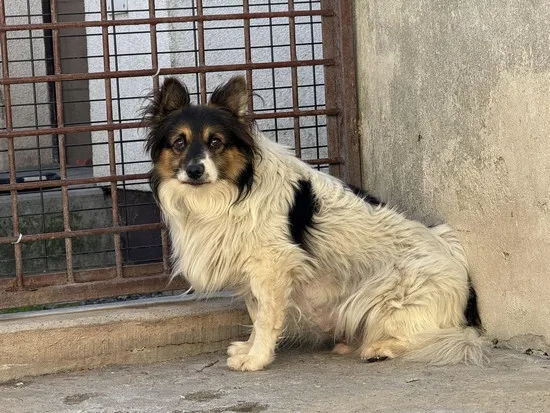 Pies do adopcji, Kraków, 11 września 2025