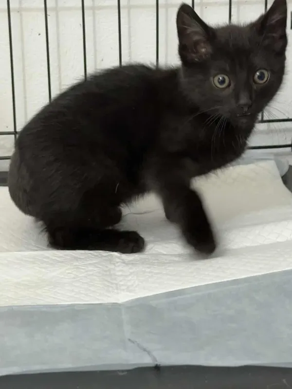 Znaleziono kota, Czartki, 25 września 2025