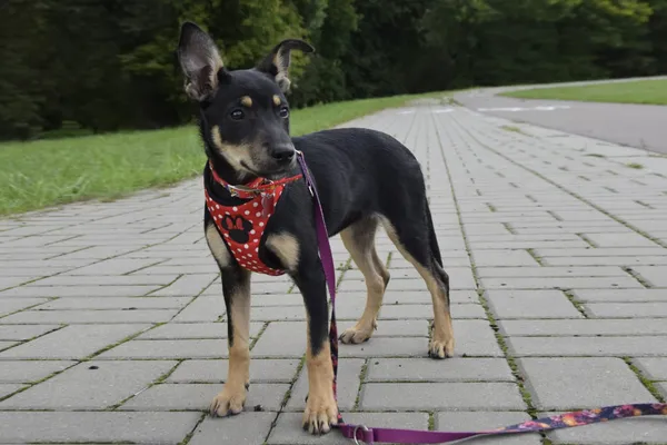 Pies do adopcji, Nowodwór, 25 września 2025 (2/5)