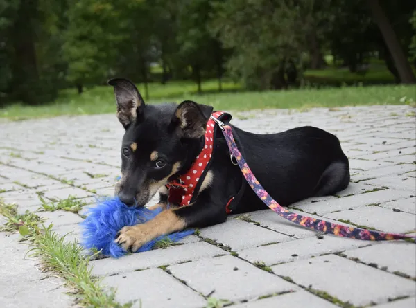 Pies do adopcji, Nowodwór, 25 września 2025 (4/5)