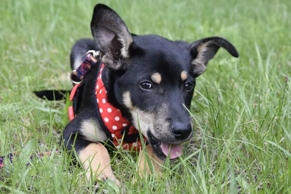 Pies do adopcji, Nowodwór, 25 września 2025 (5/5)