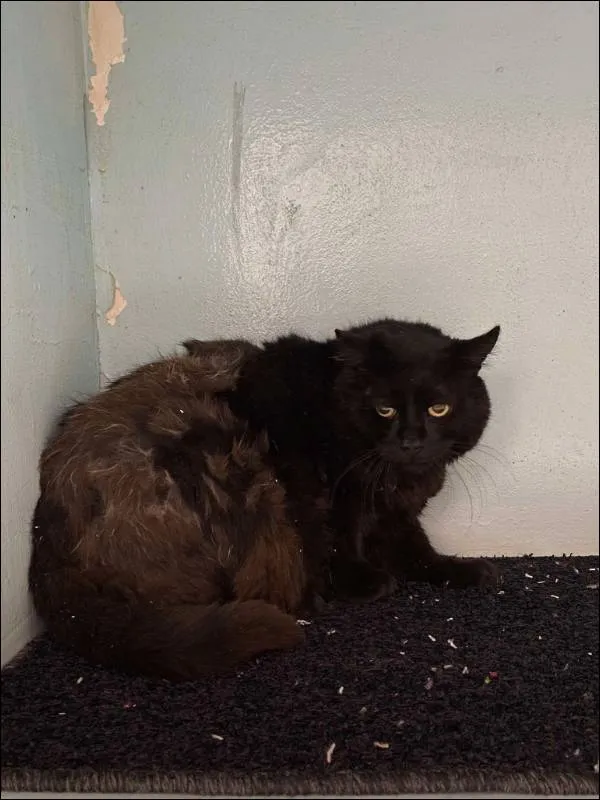 Znaleziono kota, Grudziądz, 25 września 2025