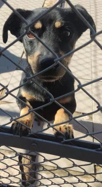 Znaleziono psa, Radom, 25 września 2025