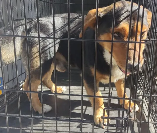 Znaleziono psa, Radom, 25 września 2025