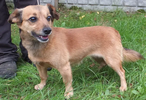 Znaleziono psa, Nowa Krępa, 12 września 2025