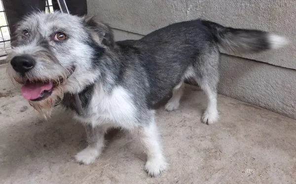 Znaleziono psa, Nowa Krępa, 1 września 2025