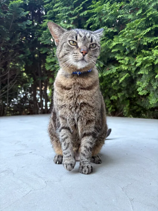 Zaginął kot, Bydgoszcz, Na Wyżynach, 26 września 2025 (1/5)