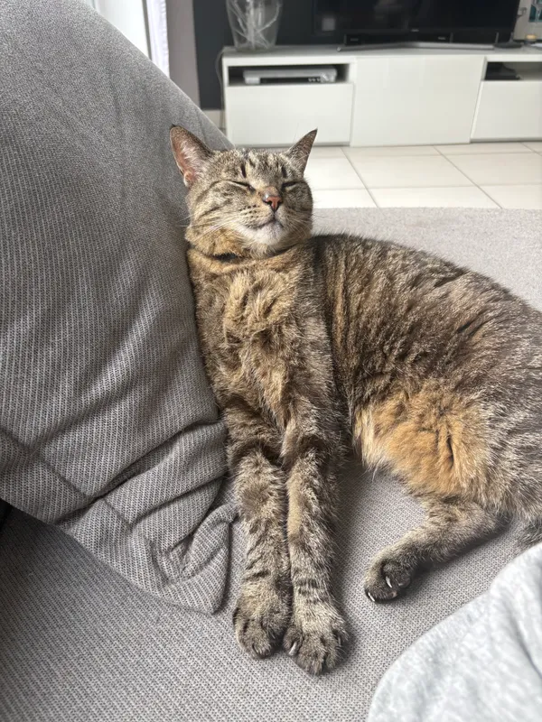 Zaginął kot, Bydgoszcz, Na Wyżynach, 26 września 2025 (4/5)