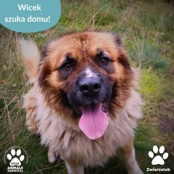 Pies do adopcji, Dąbrówka, 25 września 2025 (1/4)