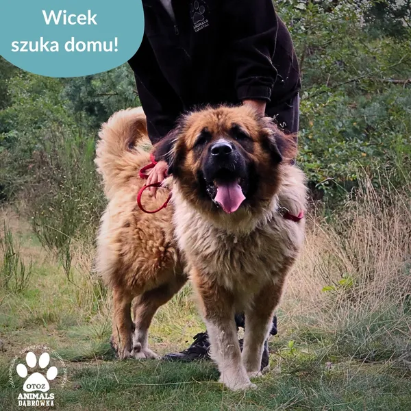 Pies do adopcji, Dąbrówka, 25 września 2025 (3/4)