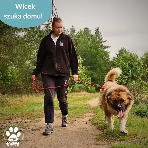Pies do adopcji, Dąbrówka, 25 września 2025 (4/4)