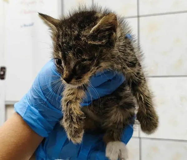 Znaleziono kota, Toruń, 24 września 2025