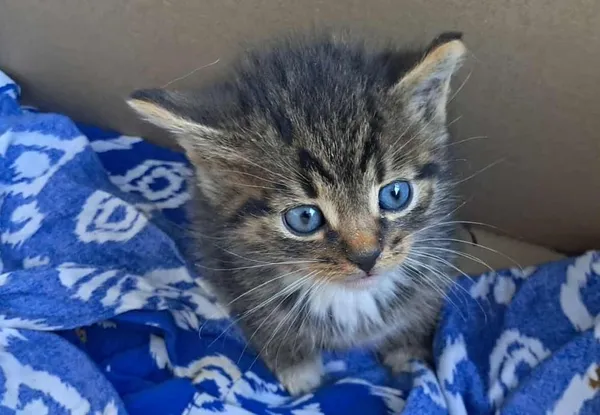 Znaleziono kota, Toruń, 24 września 2025