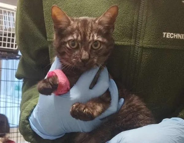 Znaleziono kota, Toruń, 24 września 2025