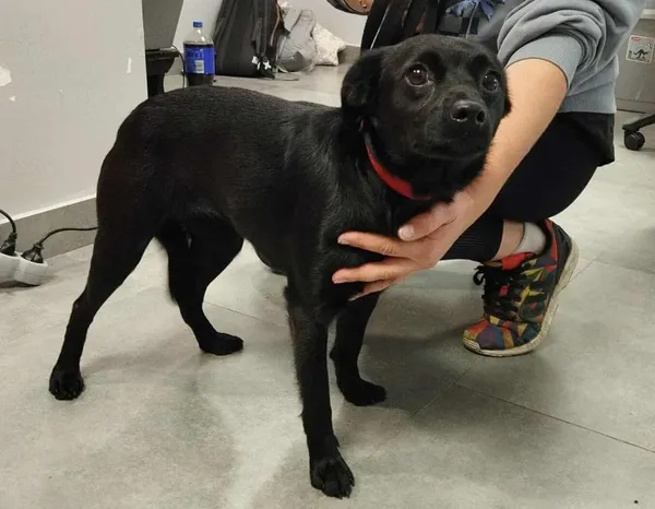 Znaleziono psa, Toruń, 23 września 2025