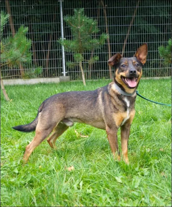 Znaleziono psa, Grudziądz, 31 sierpnia 2023