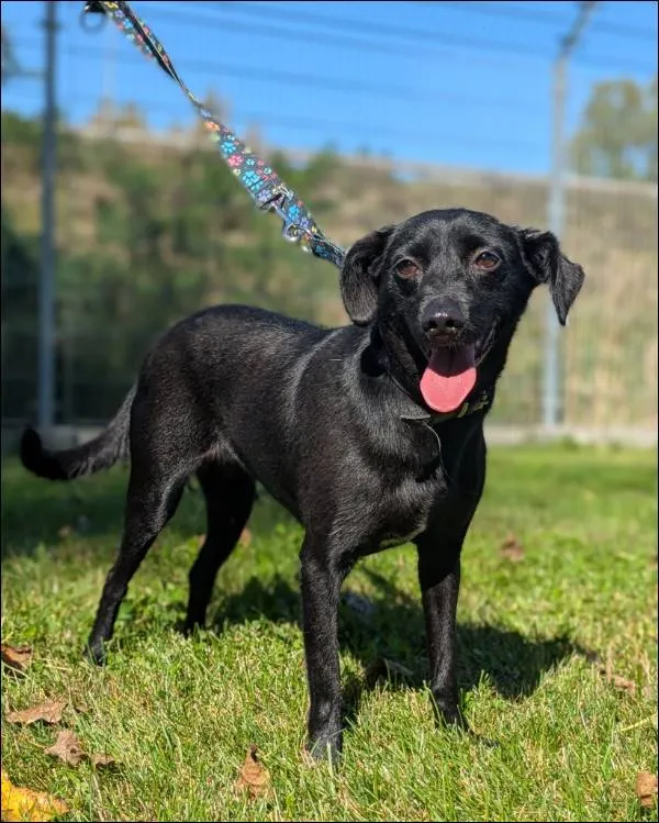 Znaleziono psa, Grudziądz, 17 marca 2025