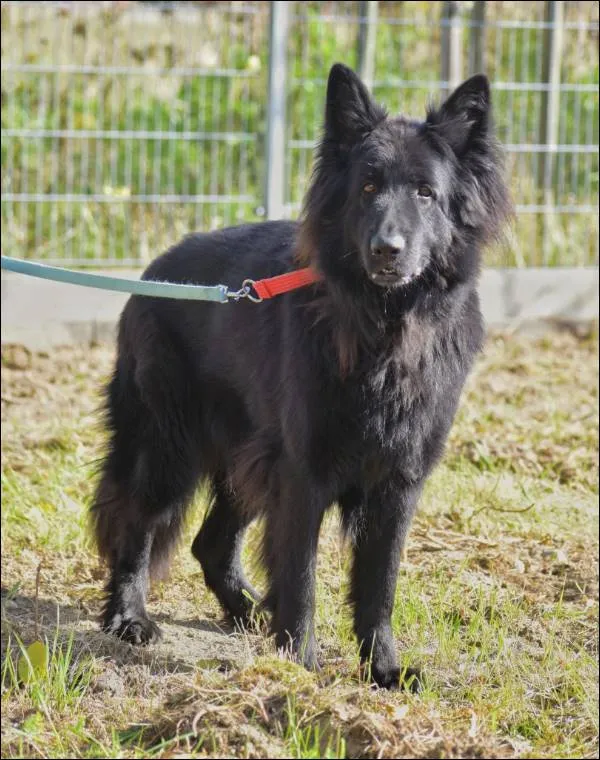 Znaleziono psa, Grudziądz, 21 listopada 2024