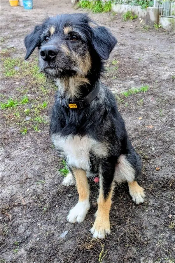 Znaleziono psa, Grudziądz, 19 sierpnia 2025