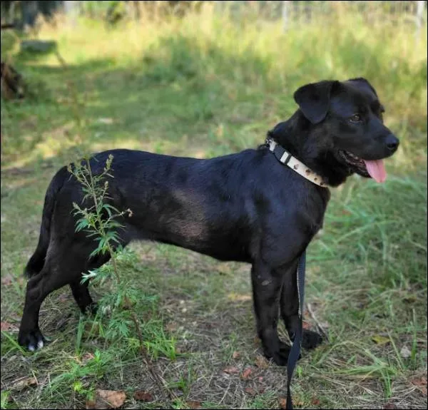 Znaleziono psa, Grudziądz, 26 lutego 2025