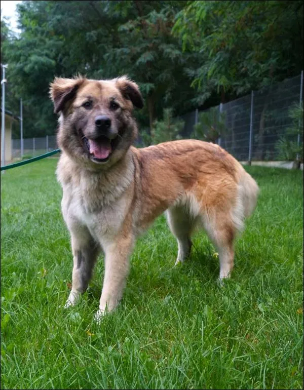 Znaleziono psa, Grudziądz, 14 lipca 2025