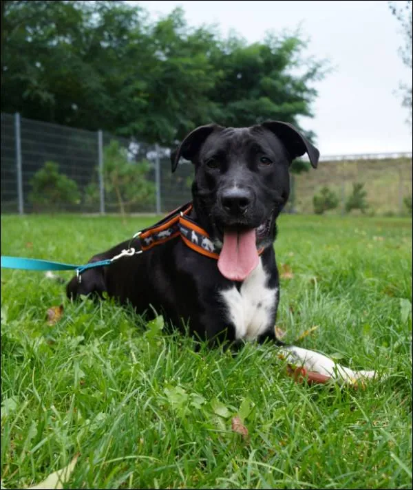 Znaleziono psa, Grudziądz, 21 lipca 2025