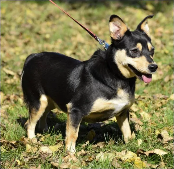 Znaleziono psa, Grudziądz, 5 lipca 2024