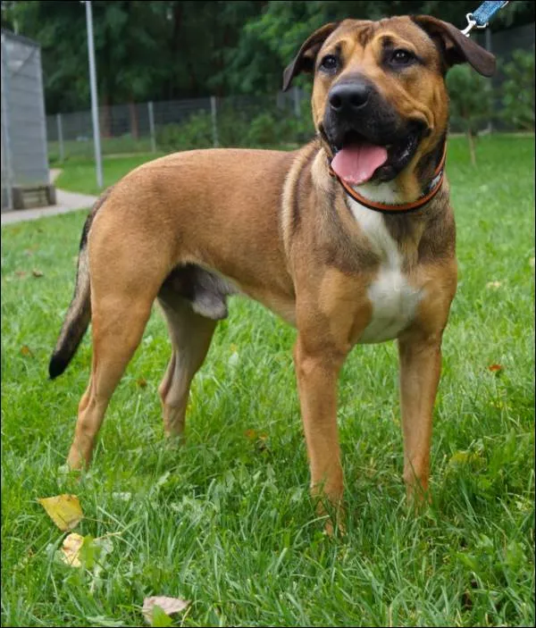 Znaleziono psa, Grudziądz, 26 lipca 2025