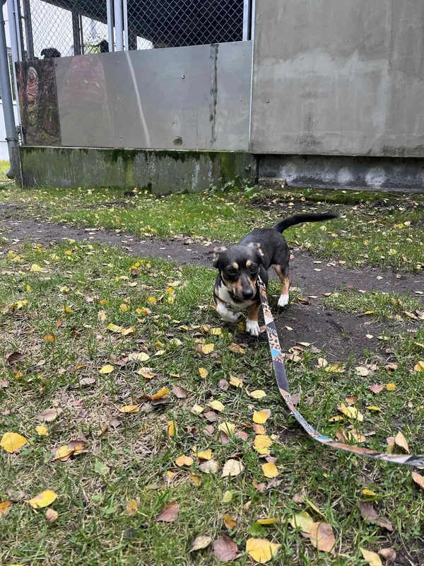 Pies do adopcji, Włocławek, 25 września 2025 (1/2)