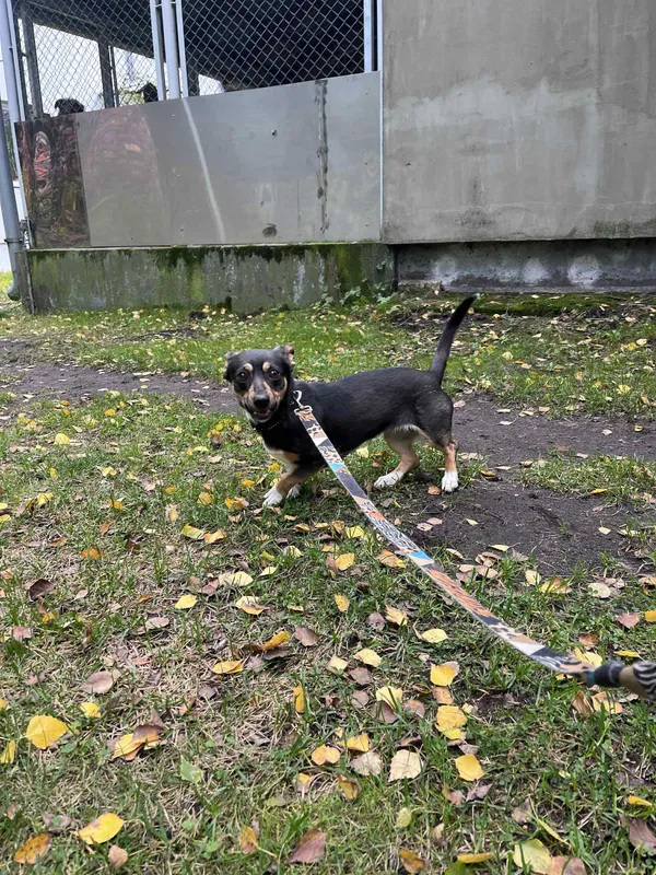 Pies do adopcji, Włocławek, 25 września 2025 (2/2)