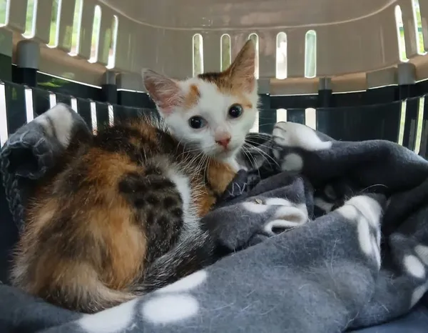 Znaleziono kota, Toruń, 20 lipca 2025