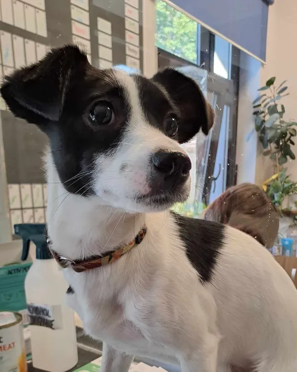 Znaleziono psa, Olsztyn, 24 września 2025