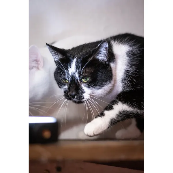 Znaleziono kota, Białystok, 2 stycznia 2024 (2/4)