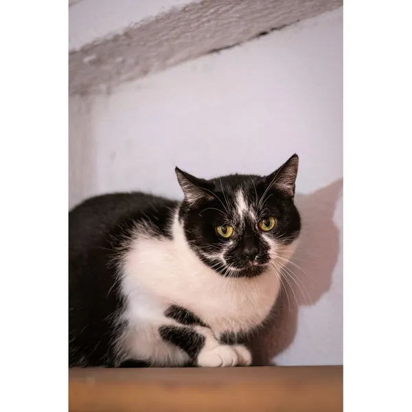 Znaleziono kota, Białystok, 2 stycznia 2024 (4/4)