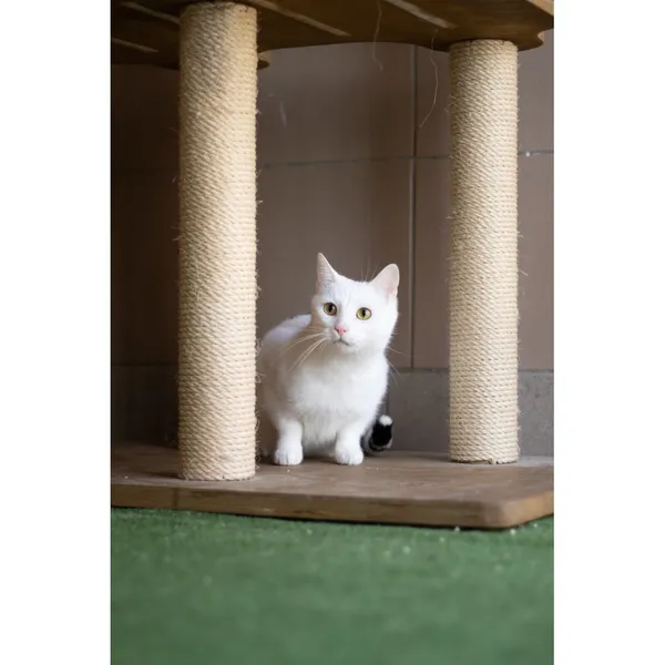 Znaleziono kota, Białystok, 2 stycznia 2024 (3/5)