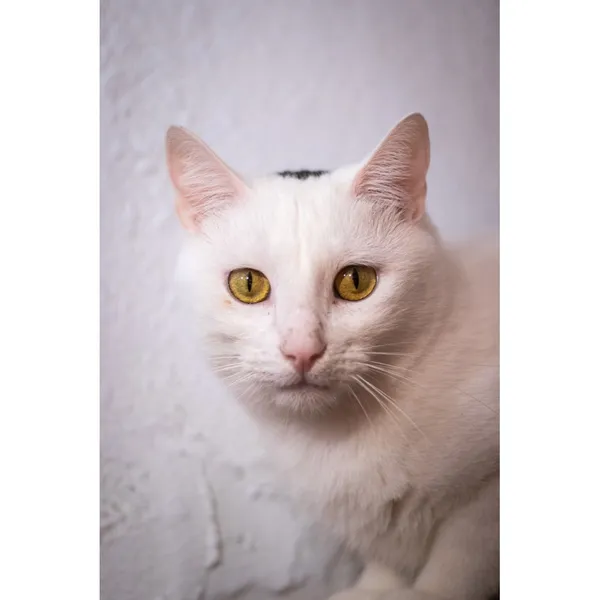 Znaleziono kota, Białystok, 2 stycznia 2024 (4/5)