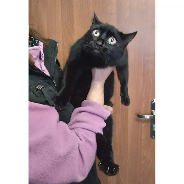 Znaleziono kota, Białystok, 4 stycznia 2024 (1/5)