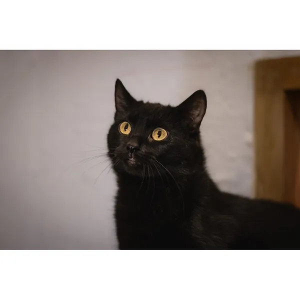 Znaleziono kota, Białystok, 4 stycznia 2024 (3/5)