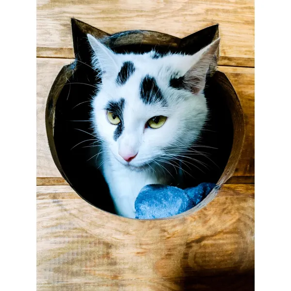 Znaleziono kota, Białystok, 10 maja 2024 (1/3)