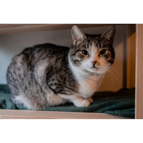 Znaleziono kota, Białystok, 3 czerwca 2024 (3/3)