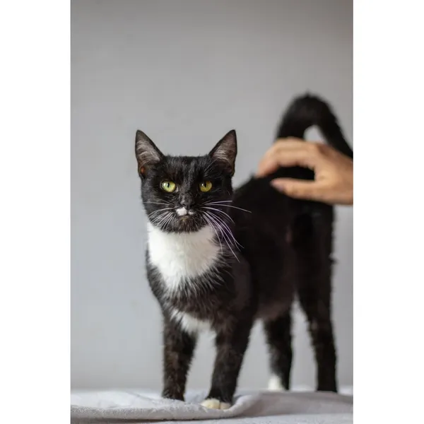 Znaleziono kota, Białystok, 29 maja 2024 (1/5)