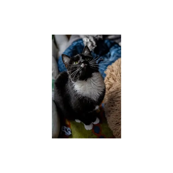 Znaleziono kota, Białystok, 29 maja 2024 (2/5)